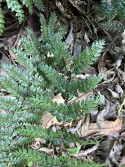 Polystichum silvaticum