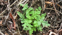 Eucrypta chrysanthemifolia