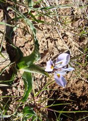 Moraea ciliata