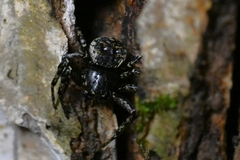 Bassaniana decorata