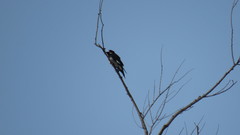 Melanerpes formicivorus