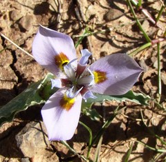 Moraea ciliata