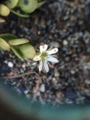 Stellaria humifusa
