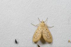 Epipagis setinalis