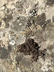 Xanthoparmelia verruculifera