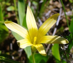 Romulea hirta