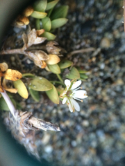 Stellaria humifusa