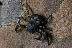 Bassaniana decorata