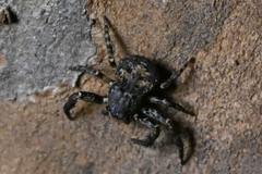 Bassaniana decorata