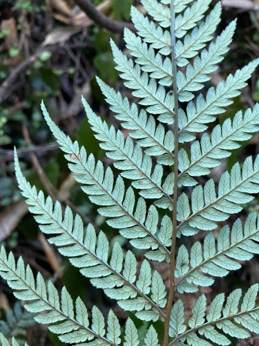 Image of Stumpy Tree Fern (Dicksonia lanata) by no rights reserved