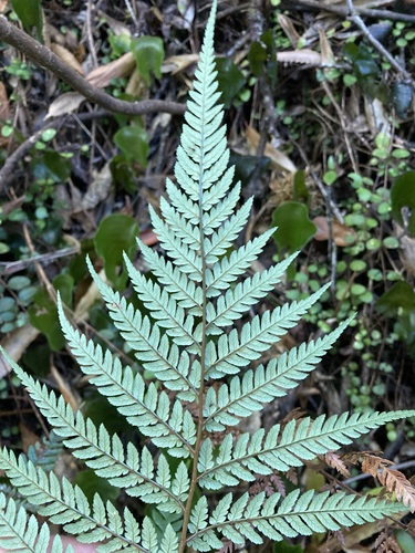Image of Stumpy Tree Fern (Dicksonia lanata) by no rights reserved