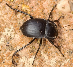 Alphasida gracilis mariae
