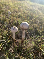Macrolepiota dolichaula