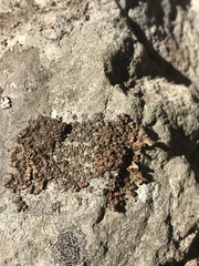 Xanthoparmelia verruculifera