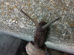 Helix lucorum