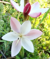 Hesperantha cucullata