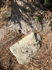 Xanthoparmelia verruculifera