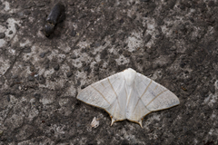 Ourapteryx pallidula