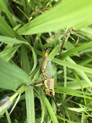 Zonocerus variegatus