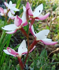 Hesperantha cucullata