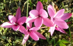 Hesperantha pauciflora