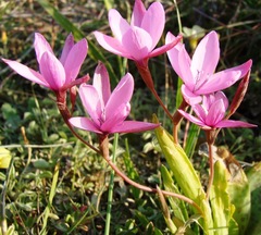 Hesperantha pauciflora