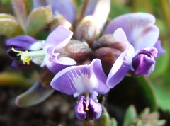 Dolichos decumbens