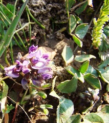 Dolichos decumbens