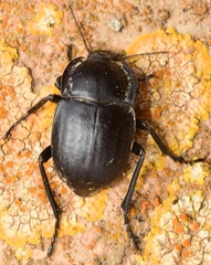 Alphasida gracilis mariae