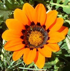 Gazania rigida