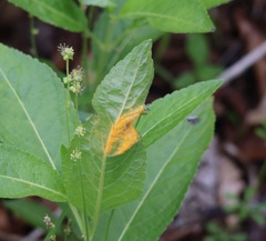 Melampsora rostrupii