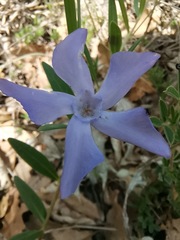 Vinca herbacea