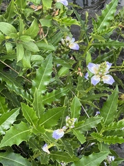 Acanthus ilicifolius