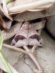 Bastilla joviana
