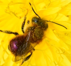 Osmia