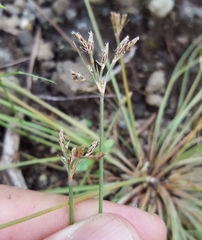 Bulbostylis hispidula