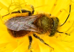 Osmia