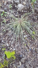 Bulbostylis hispidula