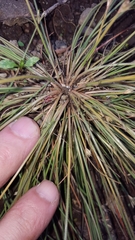 Bulbostylis hispidula