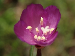 Clarkia gracilis gracilis