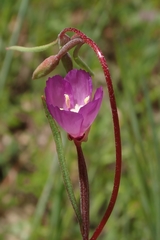 Clarkia gracilis gracilis