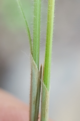 Bulbostylis hispidula