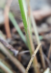 Bulbostylis hispidula