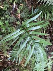Microsorum novae-zealandiae