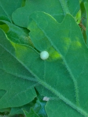 Neuroterus quercusbaccarum