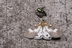 Asota tortuosa