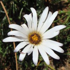 Dimorphotheca nudicaulis