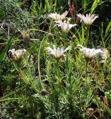 Dimorphotheca nudicaulis