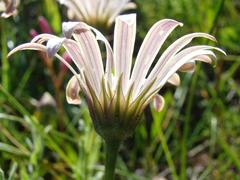 Dimorphotheca nudicaulis