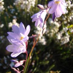 Ixia rapunculoides